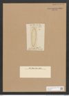 Surirella sp. (de-Toni-Nr.: Genus 53, Species 2234 ?) Zeichnungen Sammlung Grunow Nr. 4815 (NHMW-BOT-W0372970)